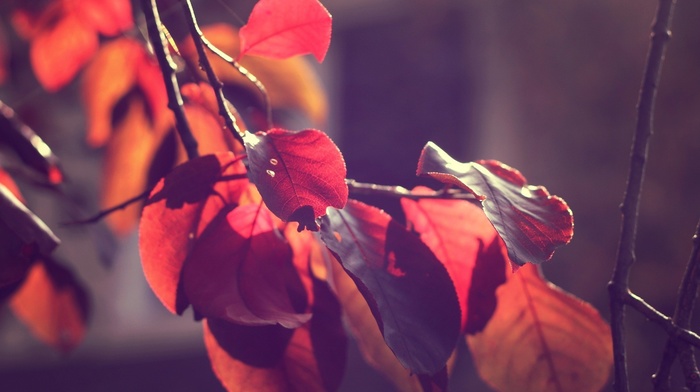 fall, leaves, macro