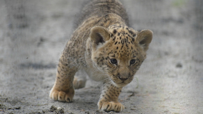 animals, beauty
