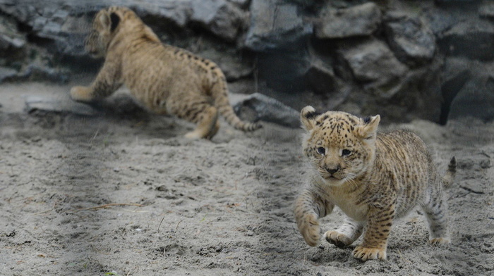 beauty, animals