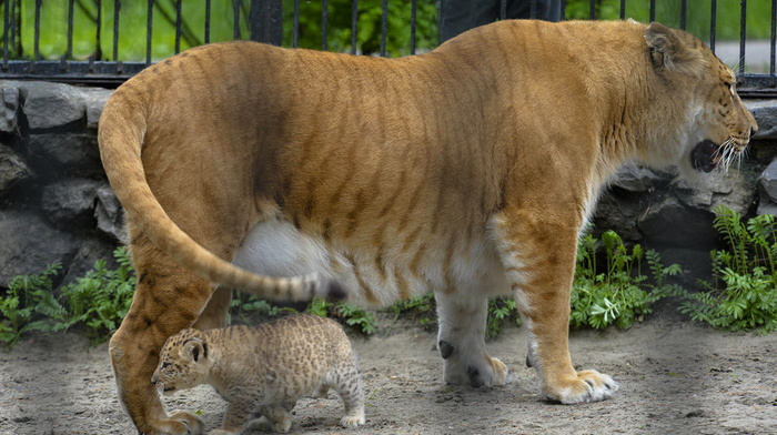 beauty, animals