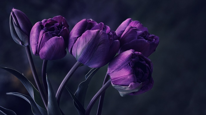 flowers, tulips, macro