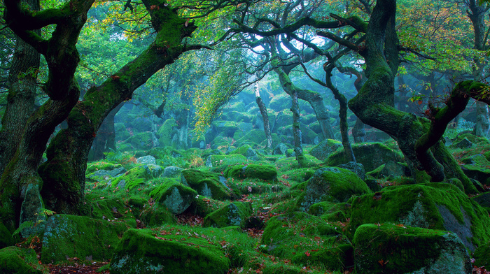 stones, moss, forest, nature