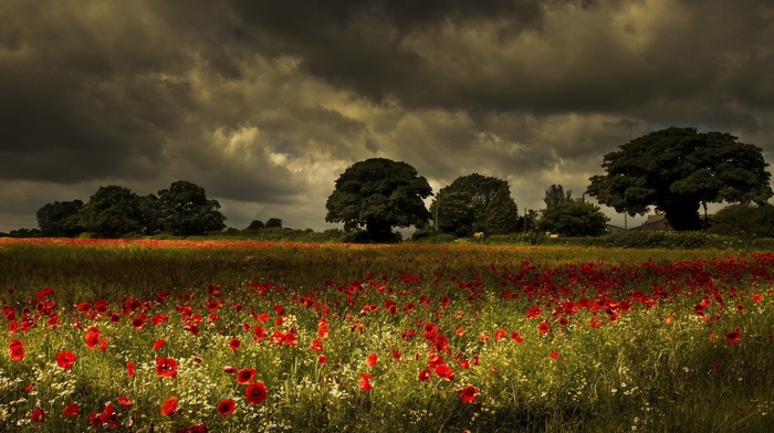 beautiful, poppies, nature, trees, sky, flowers, cloudy, field, city