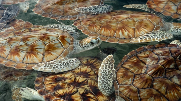 animals, sea