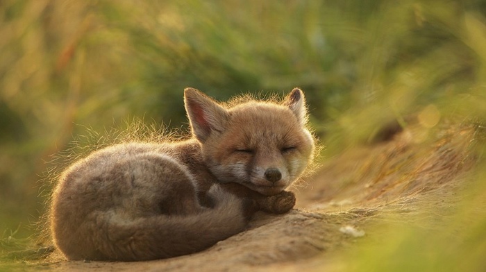 fox, nature, grass