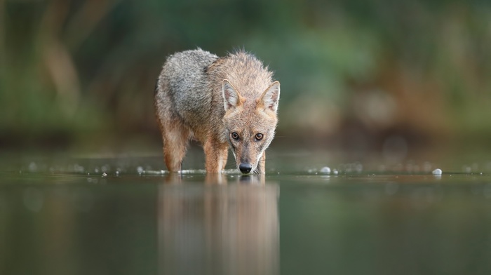 animals, nature, fox