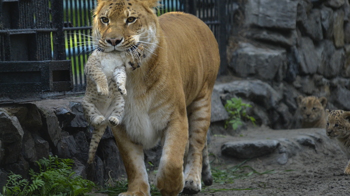 beauty, animals