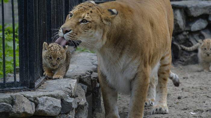 beauty, animals