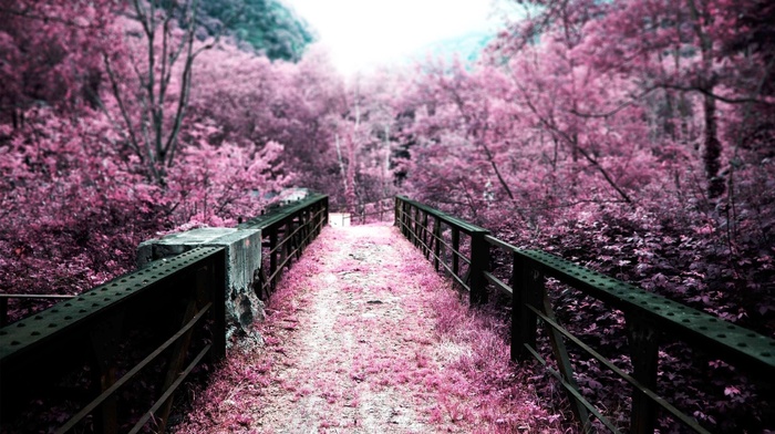 cherry blossom, nature