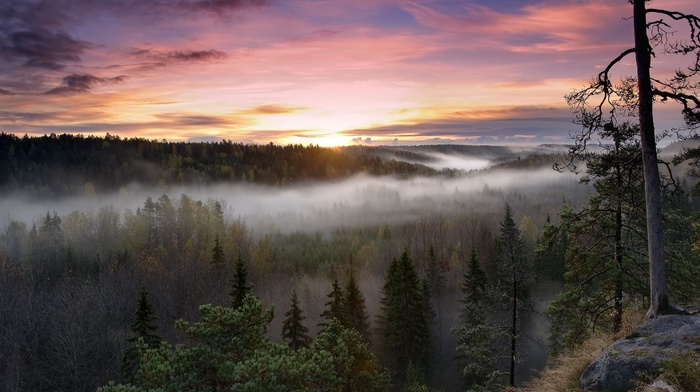 sunset, nature, forest, mist, trees