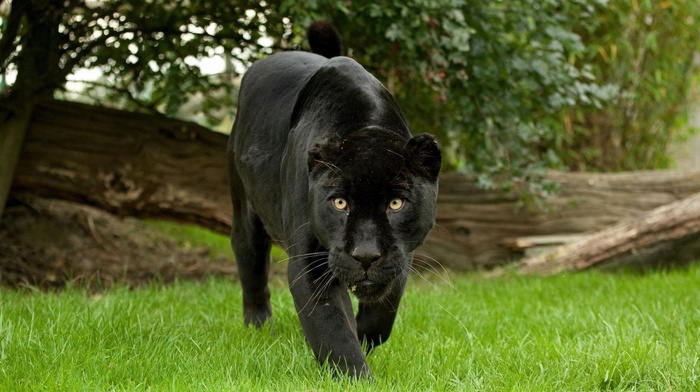 animals