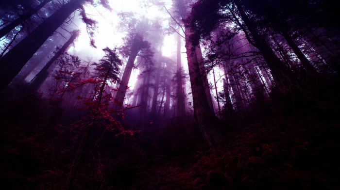 purple, photo manipulation, mist, fantasy art, trees, forest