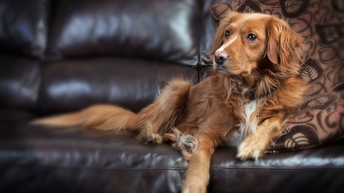 couch, animals, dog