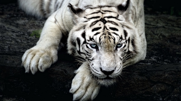 animals, white tigers, tiger, nature, big cats