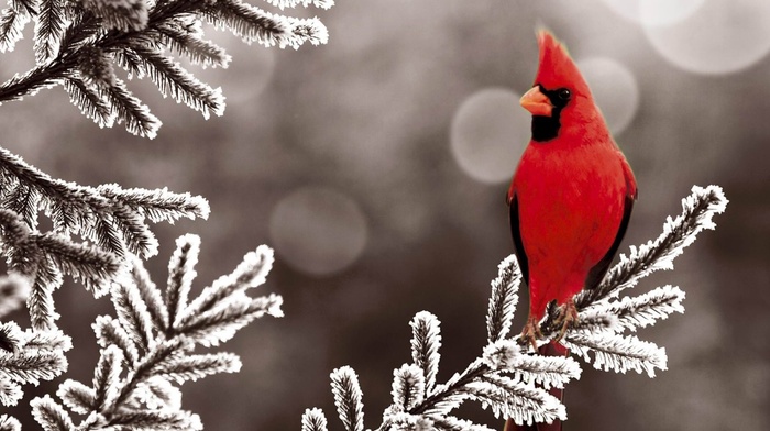 winter, macro, photo, nature, animals, gray background, bird