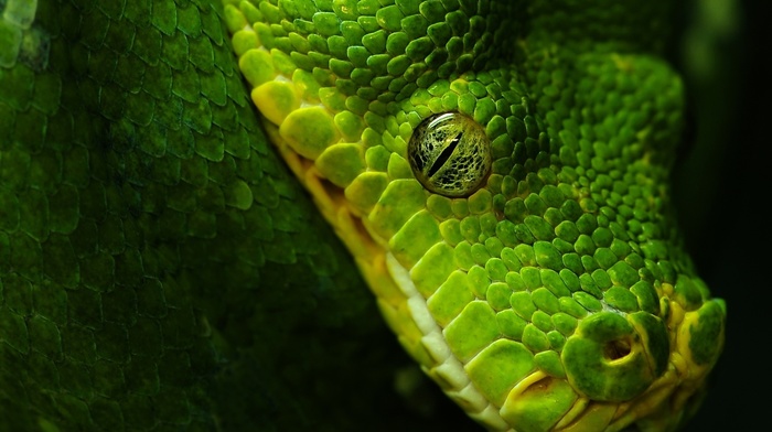 black, animals, green, snake