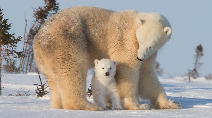 snow, baby animals, polar bears, National Geographic, animals