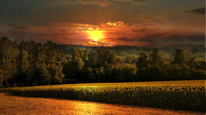 sky, nature, sunset, photoshop, forest, clouds, field