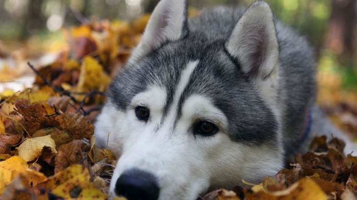 dog, leaves, animals