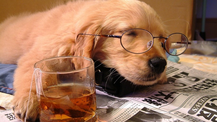 glasses, drink, newspapers, animals, dog