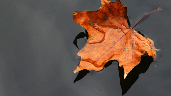 water, autumn, leaf