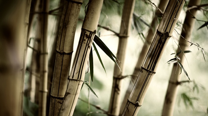 macro, nature, bamboo