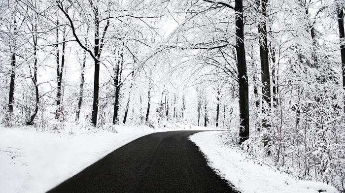 forest, road, snow