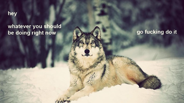 wolf, motivational