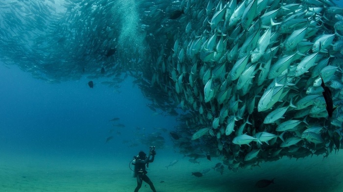underwater, photography, fish, divers, shoal of fish