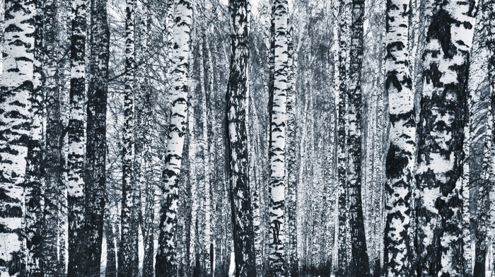 monochrome, birch, Russia, forest, winter, trees
