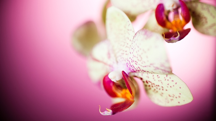 nature, flowers, orchids, macro