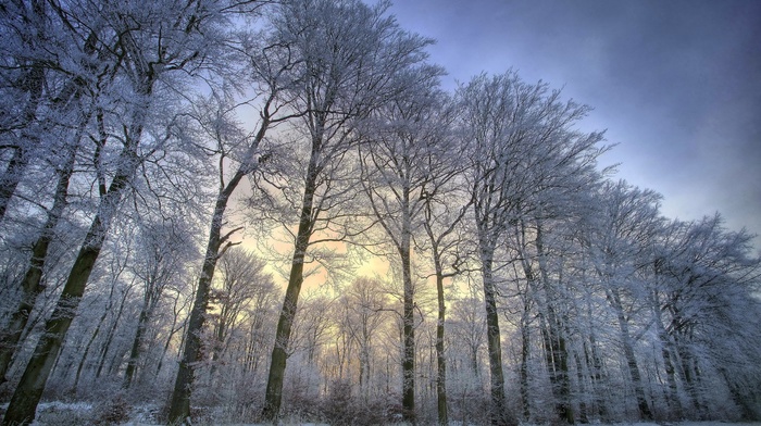 snow, nature, trees