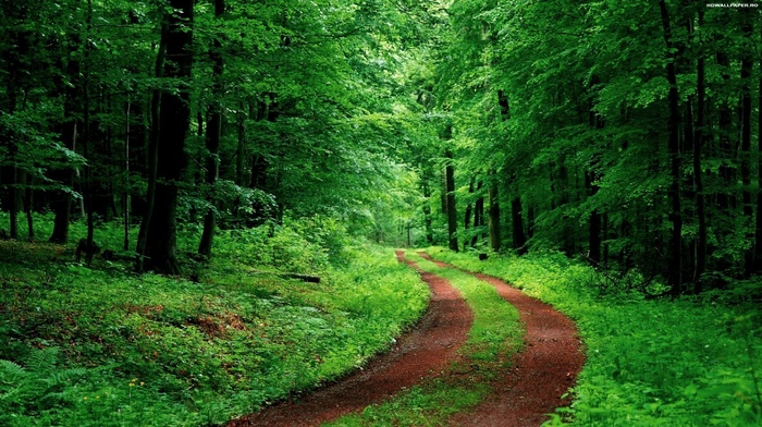 road, green, trees, nature