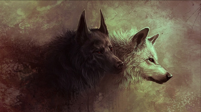 wolf, animals