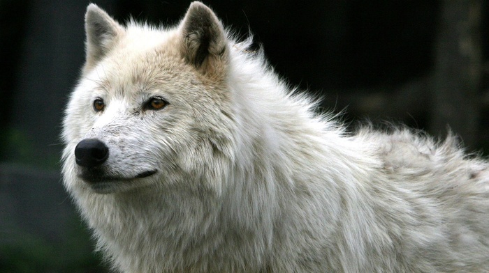 wolf