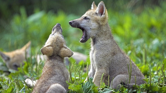 yawning, field, baby animals, nature, wolf, animals