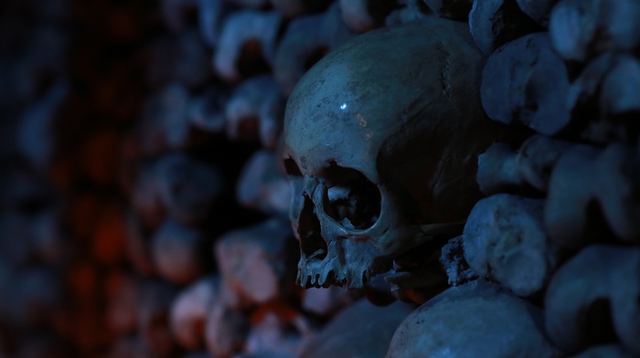 dark, bones, depth of field, skull