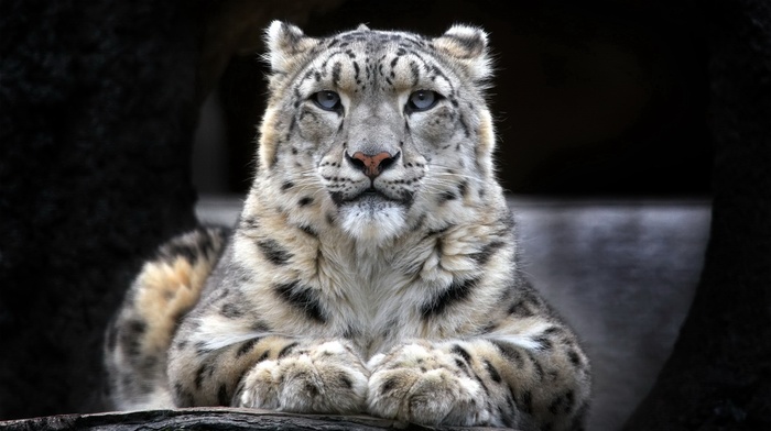 snow leopards, animals