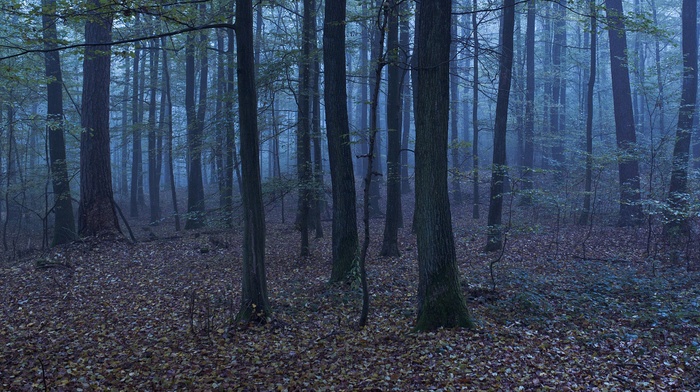 forest, landscape