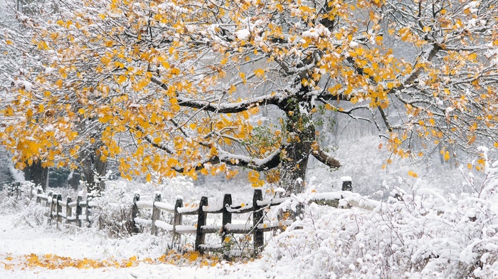 trees, nature, landscape, snow, winter, fence