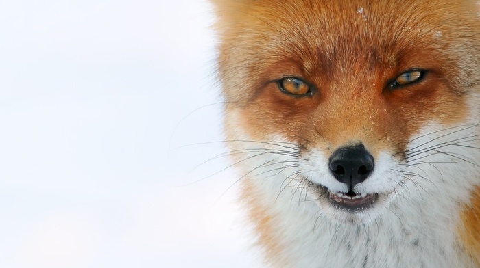 fox, animals, white background