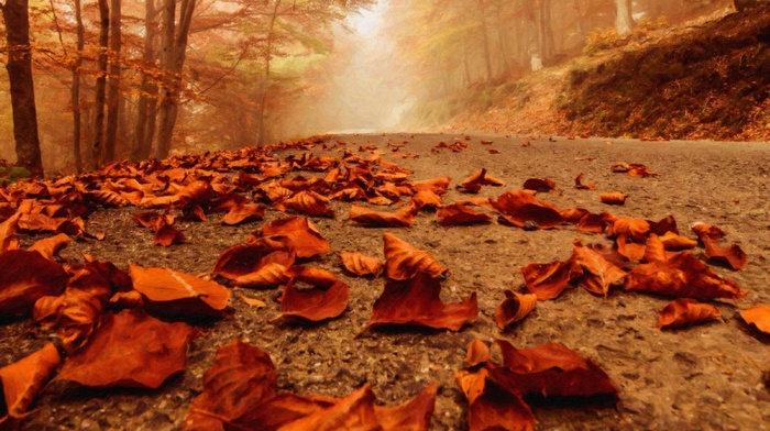 path, fall, forest, leaves