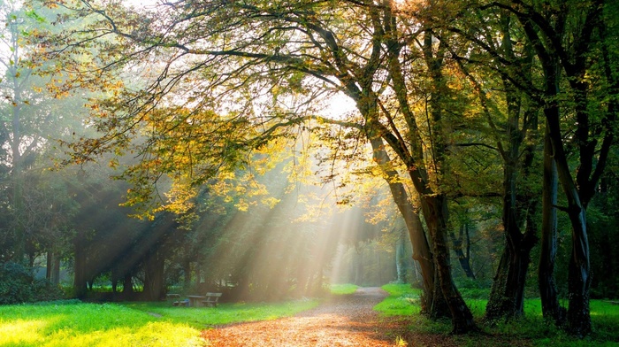 dirt road, sun rays, trees, path