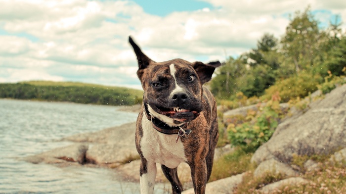 animals, dog, rock, lake