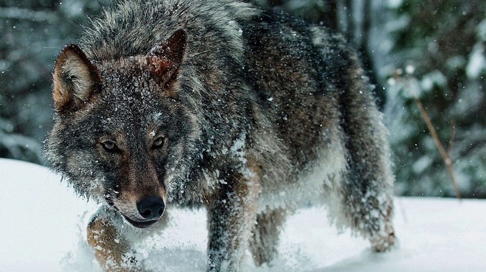 wolf