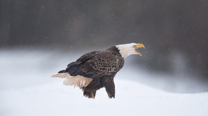 eagle, snow