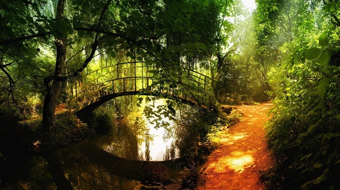 sunlight, nature, forest, reflection, river, bridge, landscape, trees