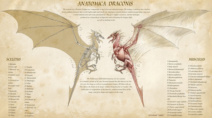 dragon