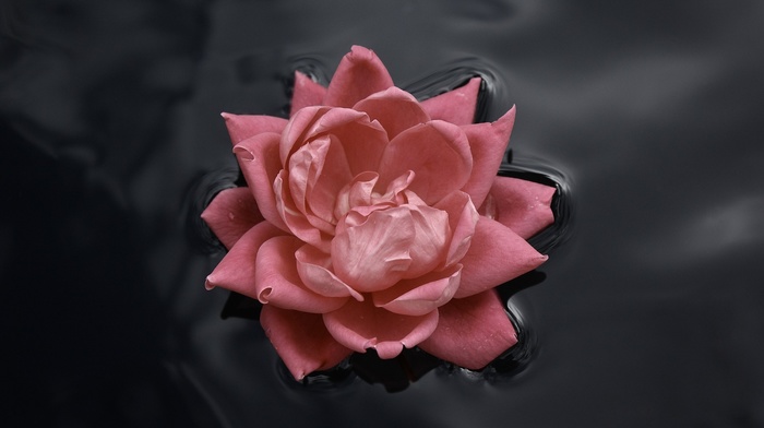 flowers, water, pink, rose, nature, black, macro, pink roses