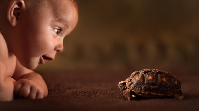 animals, tortoises, baby